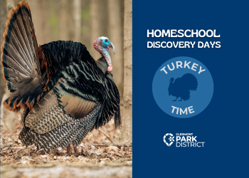 Homescool discovery all about turkeys